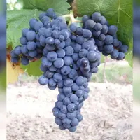 Les grappes du tempranillo sont de taille moyenne à grande, avec de grosses baies rondes, ce qui en fait un cépage productif.