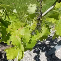 Les symptômes de black-rot sur feuille sont très caractéristiques.