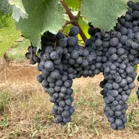 La kaolinite calcinée forme un film protecteur sur les baies de raisin, qui filtre les rayons ultraviolets et infrarouges.