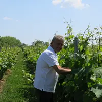 Au-delà de l'aspect financier, Stéphane Defraine estime que réduire la surface de vigne permet de diminuer la pression sur la production.