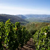 Les GFV Gombert 1 et 2 mis en place par la Cave de Tain ont racheté des terres, notamment en appellation crozes-hermitage, pour les louer à ces coopér