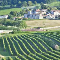 Viticulture charentaise. Vignoble du Cognaçais. Vigne de cépage Ugni Blanc pour la production de cognac. raisin blanc. paysage viticole. village au mi