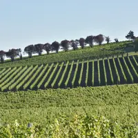 Vignoble du Bergeracois. paysage viticole dans la région de Bergerac. vignes. vigne.