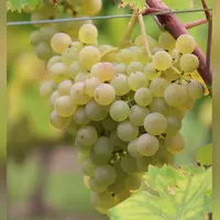 L’architecture des grappes de la variété opalor lui confère une très faible sensibilité au botrytis.