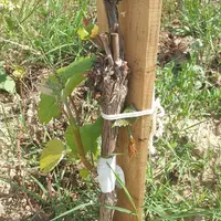 Au domaine Tempier, les complants sont greffés en écusson par le prestataire Worldwide Vineyards, dès qu'ils sont assez gros.