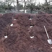 Des essais de compostage de feuilles de vigne visent à diminuer l'inoculum de départ en mildiou.