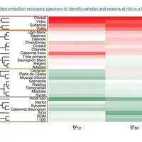 Le pinot noir sort en tête des cépages les plus résistants à la sécheresse, devant le cabernet sauvignon, le merlot, le sylvaner et la syrah.