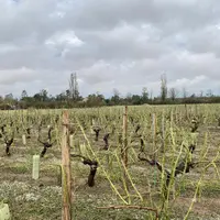 Vignoble détruit par le passage de la tornade et de la grêle dans le Cher.