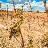 La grêle a touché des vignes du Gers.