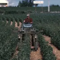 L'épopée des vignerons, documentaire diffusé sur France