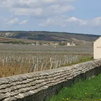 Les vignes de Côte-d'Or tirent toujours le marché du foncier vers le haut.