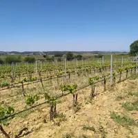 Vigne en occitanie.