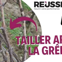Comment tailler après la grêle ? Le tutoriel de Réussir vigne