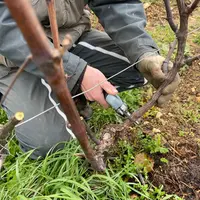 La taille de la vigne se réalise à l’aide d’un sécateur.