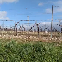 vignes en charente