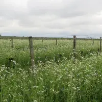 Jean-Luc Audubert, viticulteur à Saint-Aubin de Branne (Gironde), enherbement de la vigne avec de la vesce ici en fleur