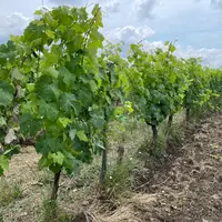 Les vignes des domaines Jean Martell, à Rouillac, en Charente, sont protégées avec des produits de contact, des biocontrôles et des biostimulants.