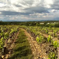 Au Château de Montfaucon, sur l'appellation lirac, la parcelle plantée de 18 cépages différents est une source d'inspiration.