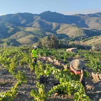 Les vendanges ont commencé le 8 août au Clos Saint Sébastien, domaine viticole de Banyuls sur Mer des les Pyrénées Orientales.
