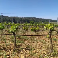 Installation d'irrigation dans des vignes en Occitanie.
