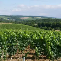Paysage de vigne près de Chablis.