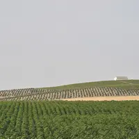 Cultures (pomme de terre ?) et vignes espagnoles. Agriculture et viticulture dans un pays de l'Union européenne. Paysage agricole espagnol. Europe du