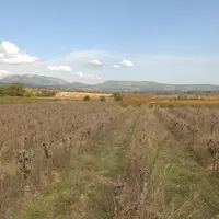 Vigne / entreprise du négociant-éleveur Jeanjean / vieilles vignes à l'abandon / paysage viticole du Languedoc / restructuration du vignoble / arracha