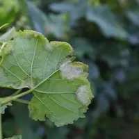 parcelle de Pinot noir touche par le Mildiou. Salarie d une exploitation viticole effeuillant une parcelle afin d optimiser le prochain traitement fon