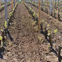 Viticulture. Jeune plantation au château La Conseillante à Pomerol dans le Bordelais. plant de vigne. jeunes plants. replantation. restructuration du