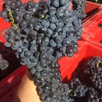 La dureza est un cépage productif, avec de grosses grappes aux baies légèrement elliptiques.