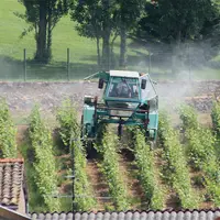 Traiment dans une vigne