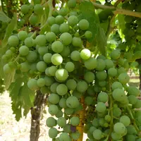 Les grappes sont grosses, moyennement compactes, avec des baies de taille moyenne.