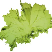 Algue verte Ulva lactuca. Matière première pour la bioraffinerie Agrival du groupe Olmix à Plouénan dans le Finistère. Valorisation des algues. Biotec
