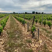 Viticulture : ils plébiscitent le gobelet palissé