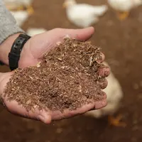 Aviculture. Élevage de poulet. Litière à base de copeaux. Aspect compost.
