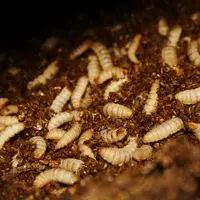 Les déjections d'insectes issues des fermes d'élevage représentent un nouveau gisement de fertilisant important.