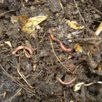 Vers de terre sur du compost. Organismes vivants présents dans le sol. Ver de terre