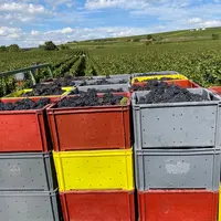 Vendanges manuelles à Tauxières, dans la Marne, le 15 septembre 2023, chez Dominique Cadel. Vendange de pinot noir en caisses de 50 kg. Débardage par