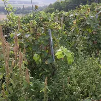 Viticulture . Vigne de pinot meunier partiellement atteinte du mildiou et laissée en friche dans le vignoble de Champagne . Vigne non entretenue , env