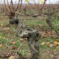 Viticulture. Pied de pinot noir cureté, curetage, esca, maladies du bois, dépérissement.maladie de la vigne.