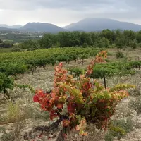 Le pourridié est ici reconnaissable au feuillage rouge de la vigne et au rond entourant le pied.