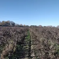 Depuis près de trente ans que Christophe Estampe applique la taille minimale, il constate beaucoup moins de maladies de bois sur les vignes ainsi cond