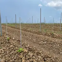 Jeune plantation d'une parcelle en vitiforesterie, au domaine Jean Martell, à Javrezac, en Charente, le 13 juin 2023.
Le but est d'étudier l'écosystèm