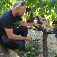 Le domaine Argiolas travaille sur le matériel végétal afin de mieux s'adapter au changement climatique.