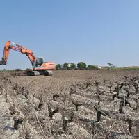 Le guichet de demandes d'aides à l'arrachage sanitaire dans le Bordelais est clôturé. 8 000 hectares de vigne devraient être détruits.