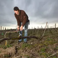 Viticulture. Liage des baguettes en Champagne avec une lieuse Pellenc. vigne palissée. travail dans les vignes en début de printemps. dos courbé. ciel