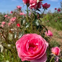 La rose Comtesse Liger-Belair sera disponible à l'automne 2024.