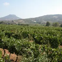 En Grèce, la plupart des parcelles d’agiorgitiko sont plantées entre 300 et 350 mètres d’altitude.