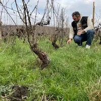 Afin de maintenir des rendements corrects, Teddy Martin fertilise sa vigne à raison de 50 à 60 unités d'azote par an, apportées sous forme organique.