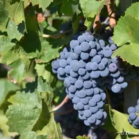 Le cépage mollard se réaffirme dans l'IGP Hautes Alpes où il donne des vins colorés, aux notes poivrées, d'un degré alcoolique modéré.
